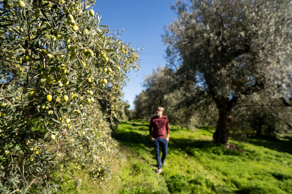 olio nuovo extravergine di oliva calabrese